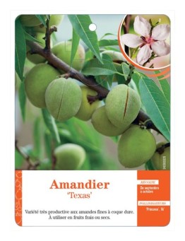 AMANDIER ‘TEXAS’