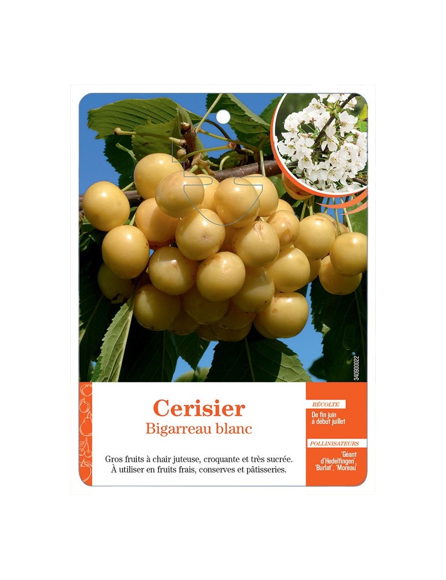 CERISIER BIGARREAU BLANC