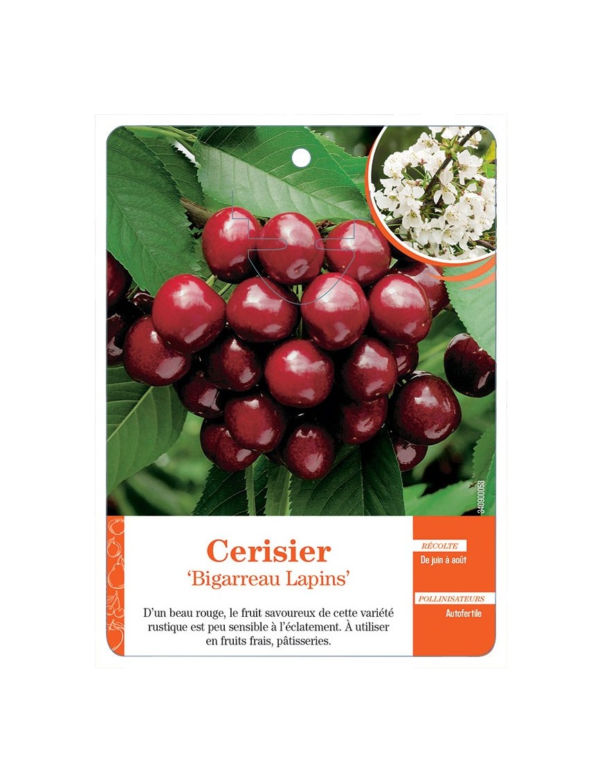 CERISIER ‘BIGARREAU LAPINS’
