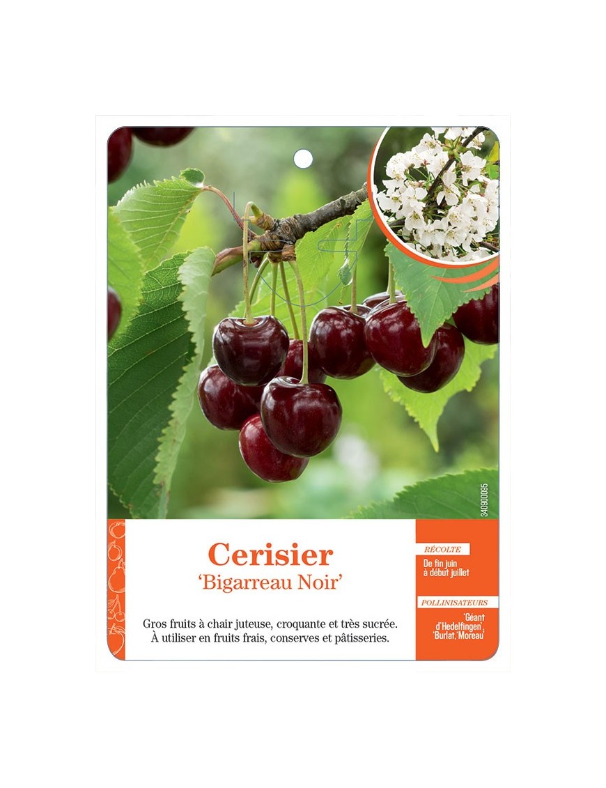 CERISIER ‘BIGARREAU NOIR’