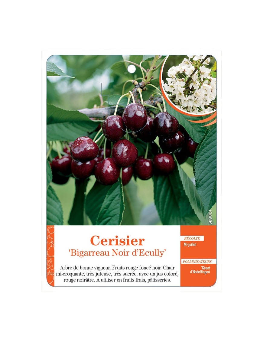 CERISIER ‘BIGARREAU NOIR D'ECULLY’