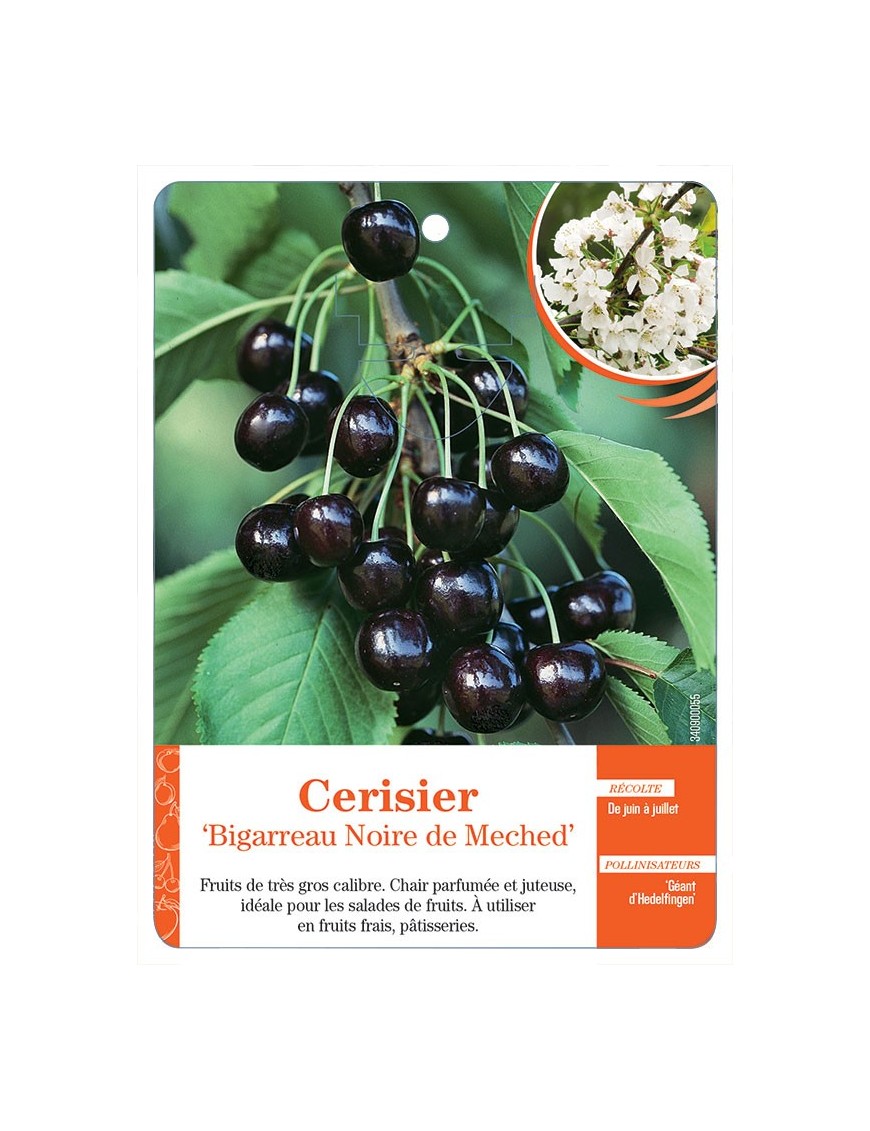 CERISIER ‘BIGARREAU NOIR DE MECHED’