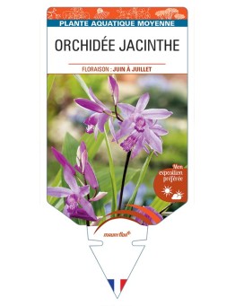 BLETILLA striata voir Orchidée Jacinthe