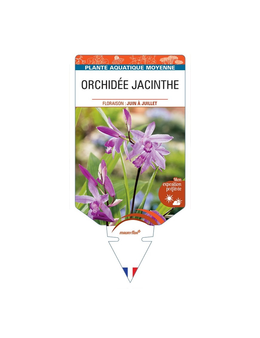 BLETILLA striata voir Orchidée Jacinthe