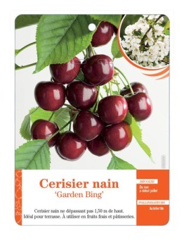 CERISIER NAIN ‘GARDEN BING’