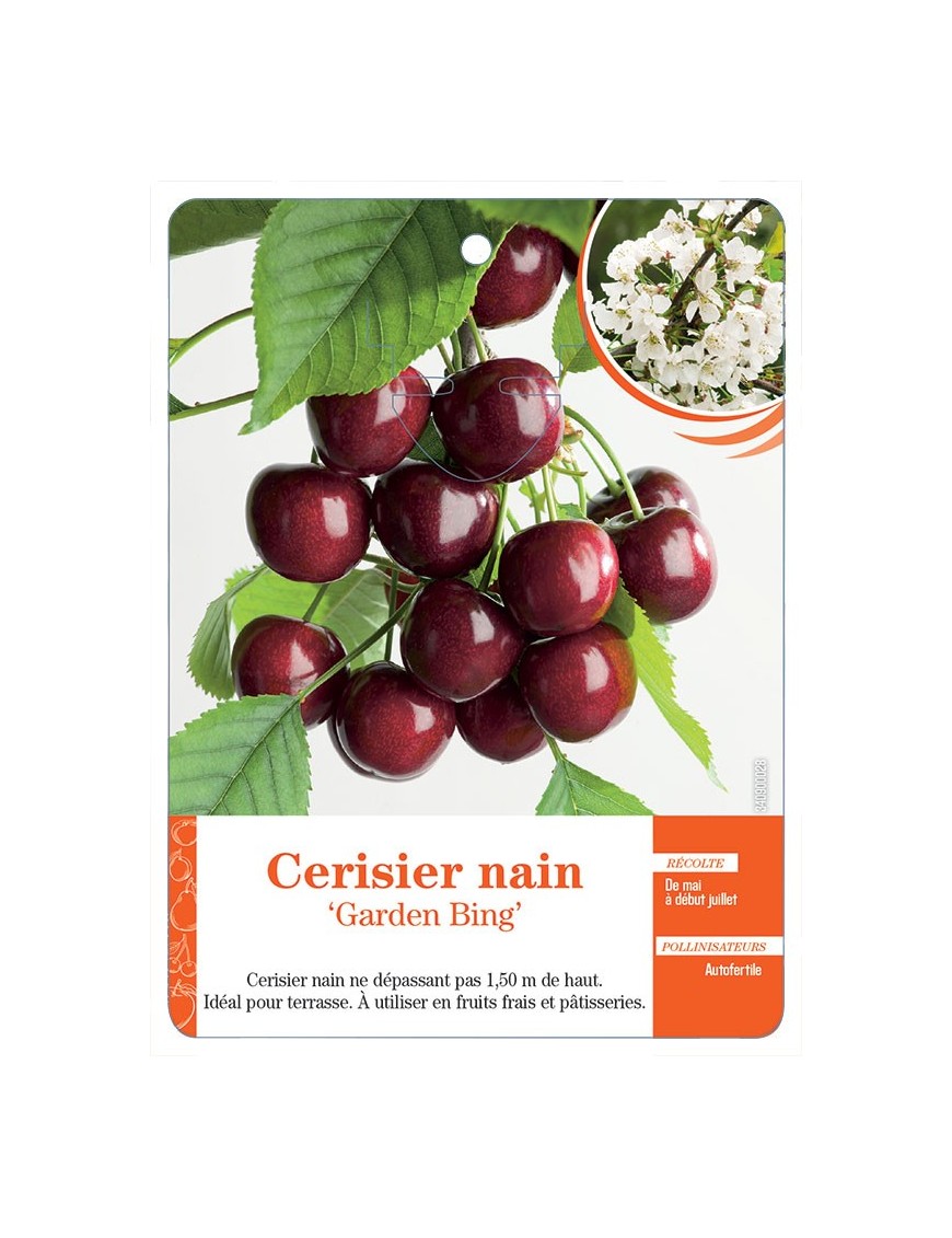 CERISIER NAIN ‘GARDEN BING’