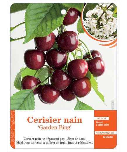 CERISIER NAIN ‘GARDEN BING’