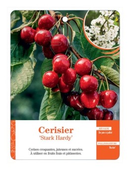 CERISIER ‘STARK HARDY’