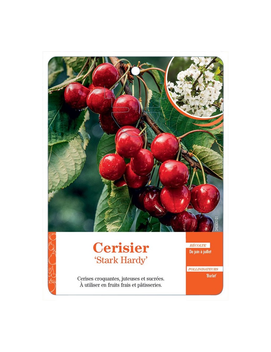 CERISIER ‘STARK HARDY’