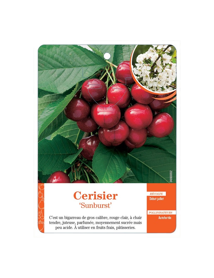 CERISIER ‘SUNBURST’