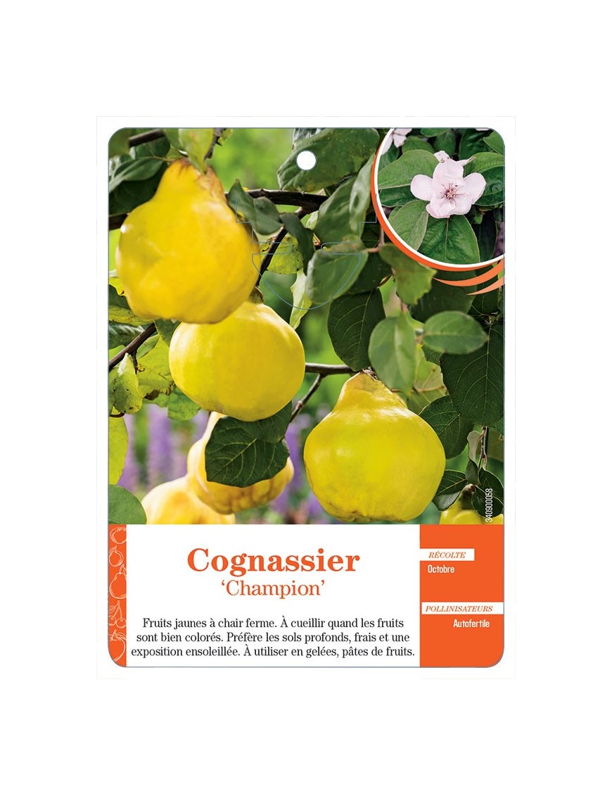 COGNASSIER ‘CHAMPION’