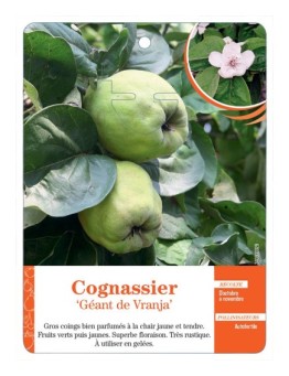 COGNASSIER ‘GÉANT DE VRANJA’