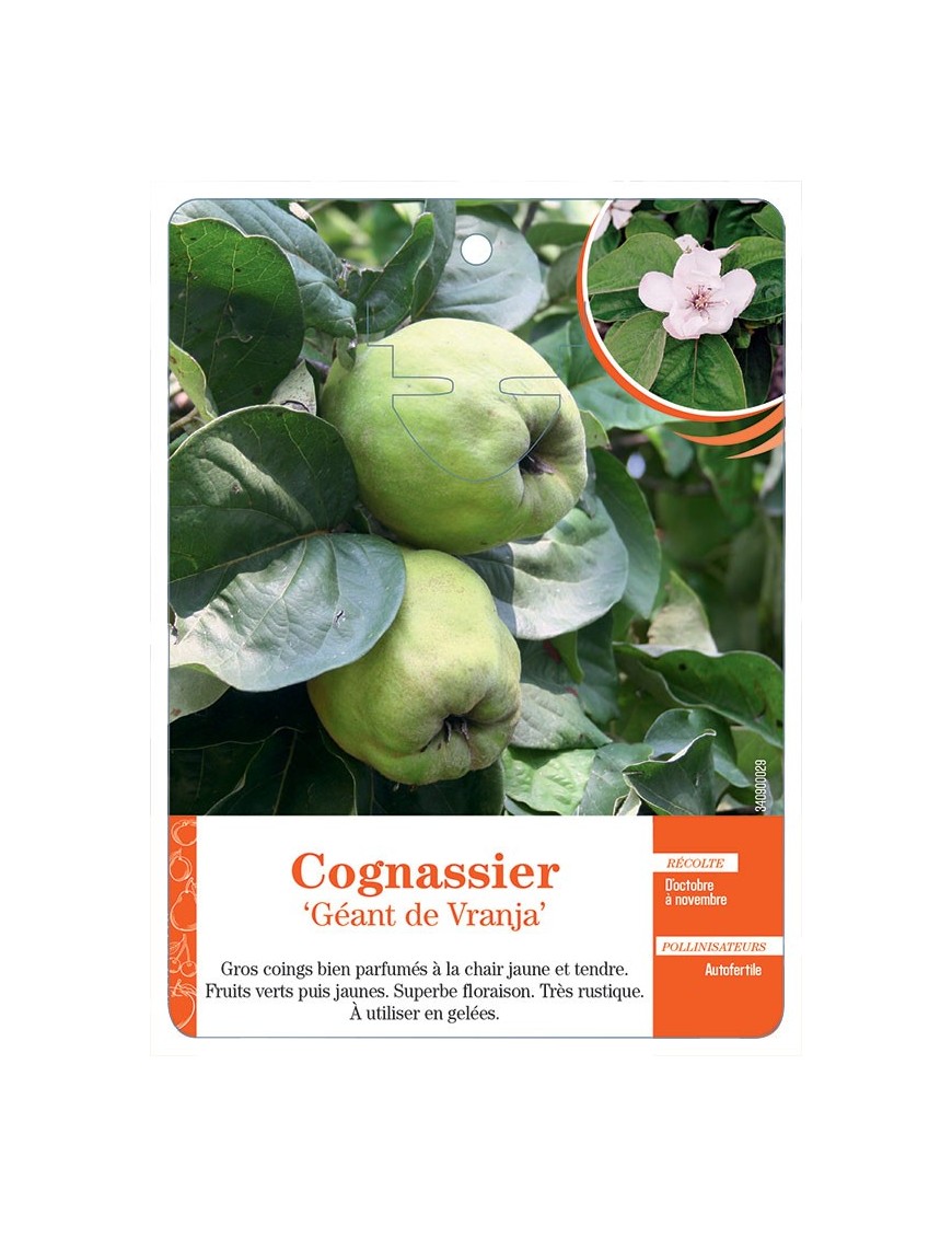 COGNASSIER ‘GÉANT DE VRANJA’