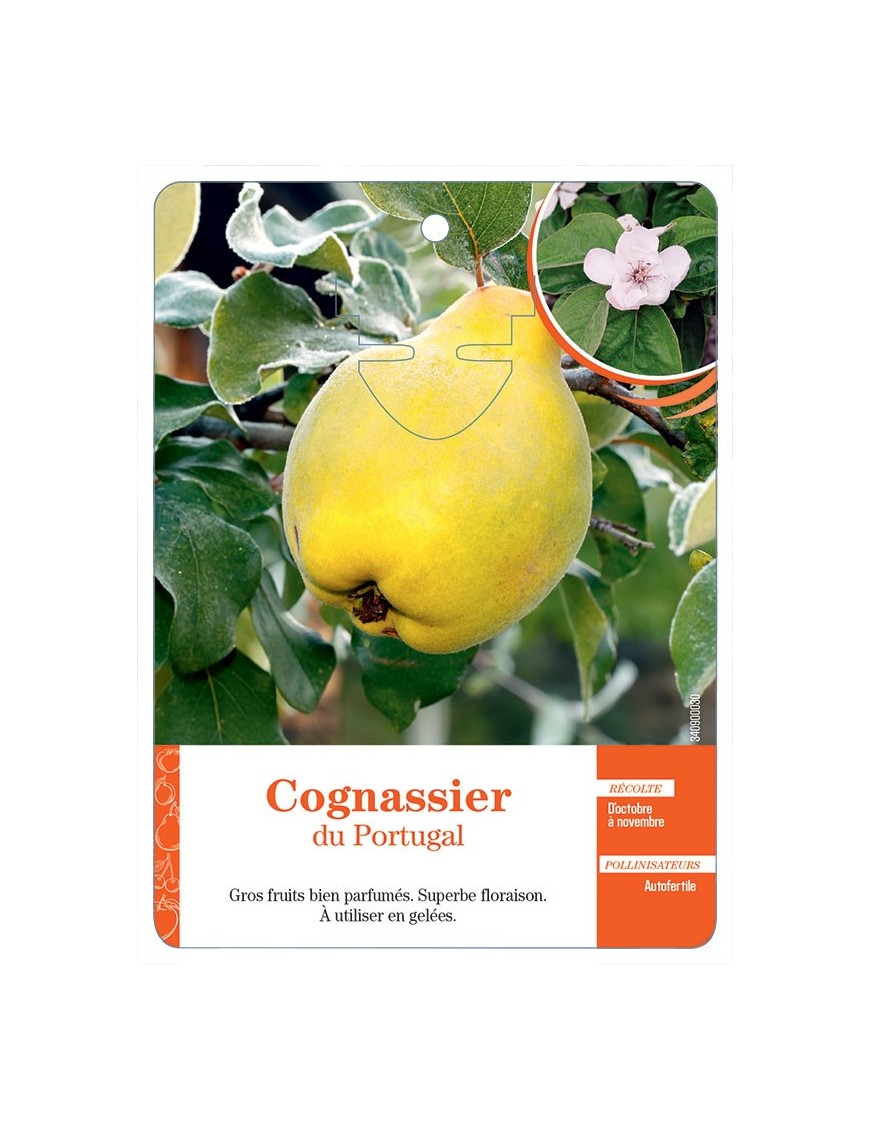 COGNASSIER DU PORTUGAL