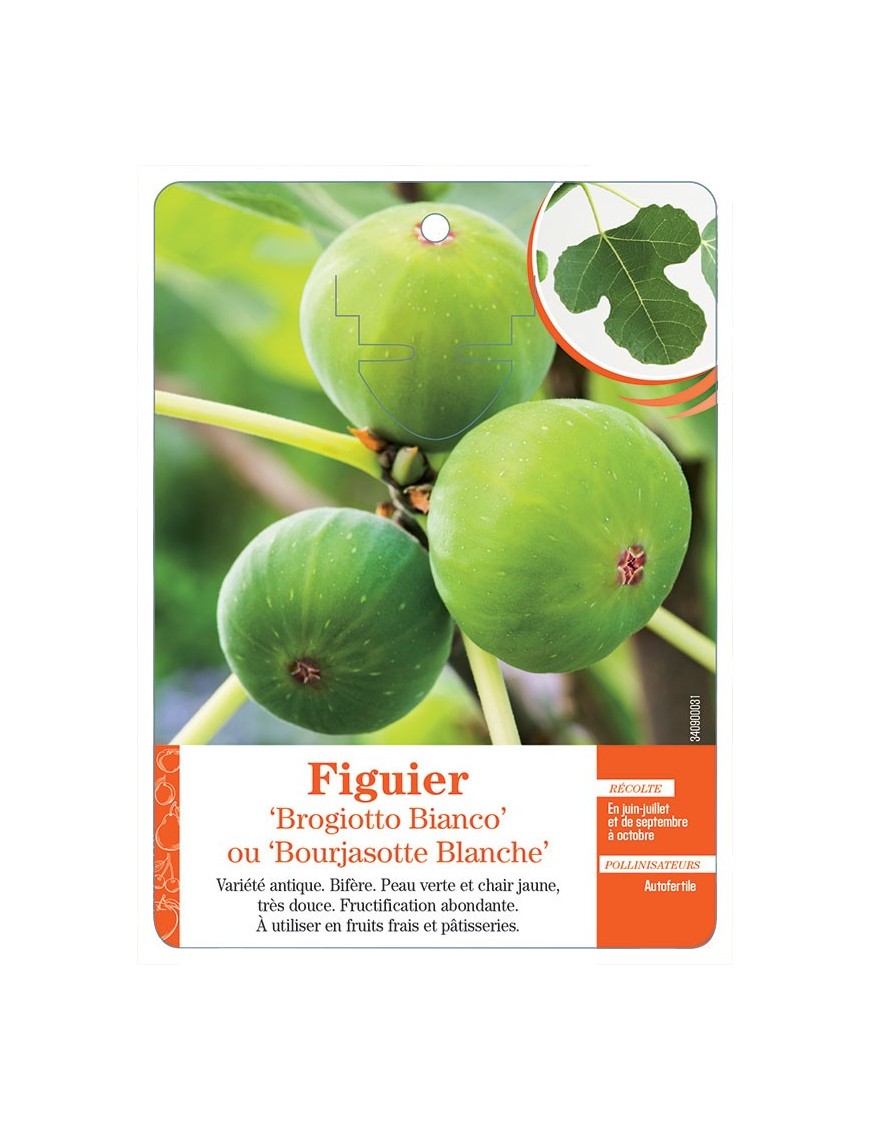 FIGUIER ‘BROGIOTTO BIANCO’ OU ‘BOURJASOTTE BLANCHE’