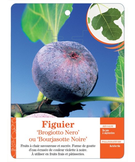 FIGUIER ‘BROGIOTTO NERO’ OU ‘BOURJASOTTE NOIRE’