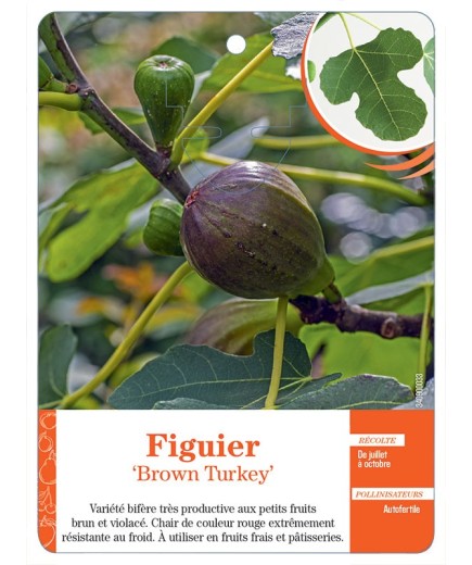FIGUIER ‘BROWN TURKEY’