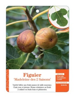 FIGUIER ‘MADELEINE DES 2 SAISONS’