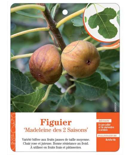 FIGUIER ‘MADELEINE DES 2 SAISONS’