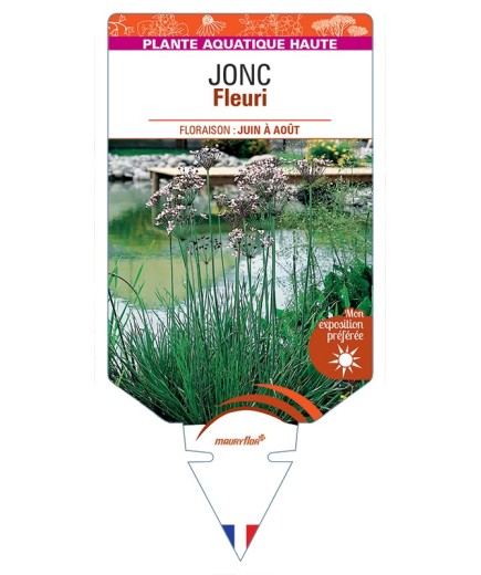 BUTOMUS umbellatus voir Jonc Fleuri