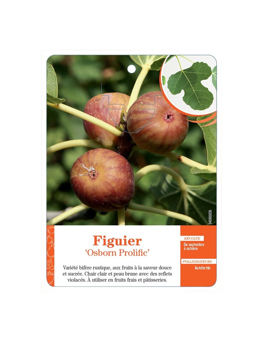 FIGUIER ‘OSBORN PROLIFIC’