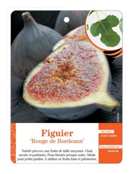 FIGUIER ‘ROUGE DE BORDEAUX’