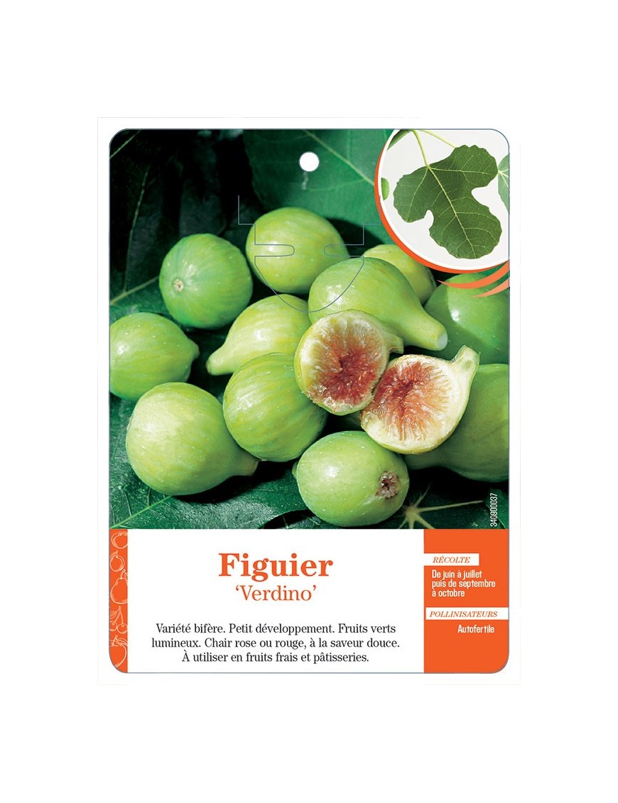 FIGUIER ‘VERDINO’