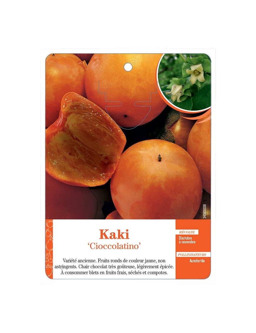 KAKI ‘CIOCCOLATINO’