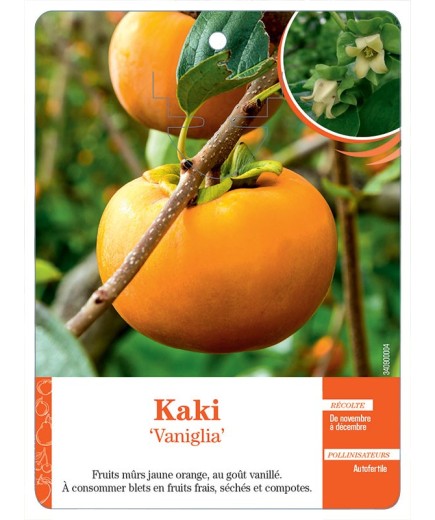 KAKI ‘VANIGLIA’