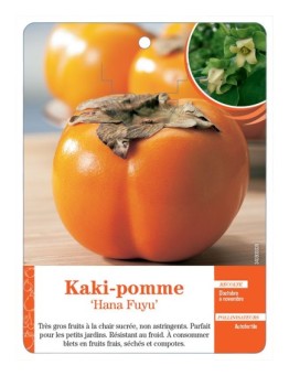KAKI-POMME ‘HANA FUYU’