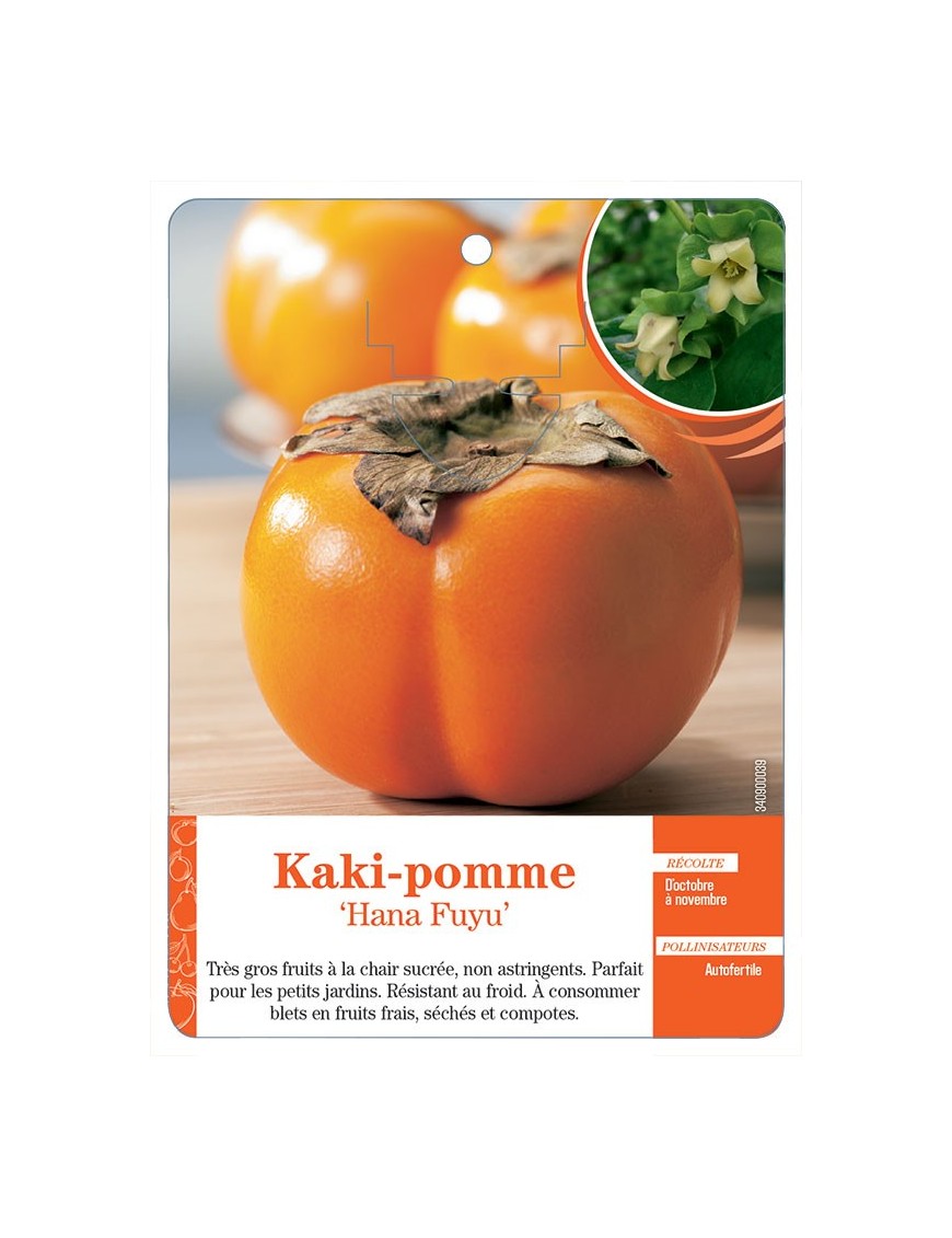 KAKI-POMME ‘HANA FUYU’