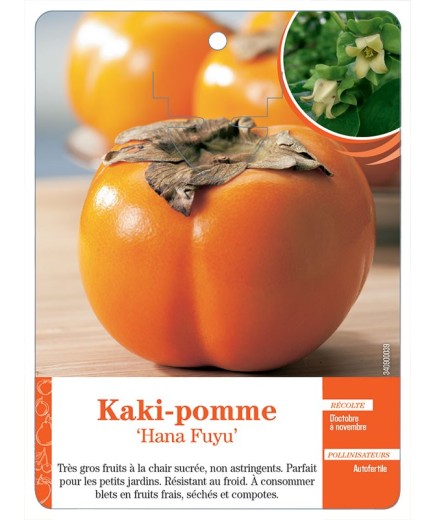 KAKI-POMME ‘HANA FUYU’