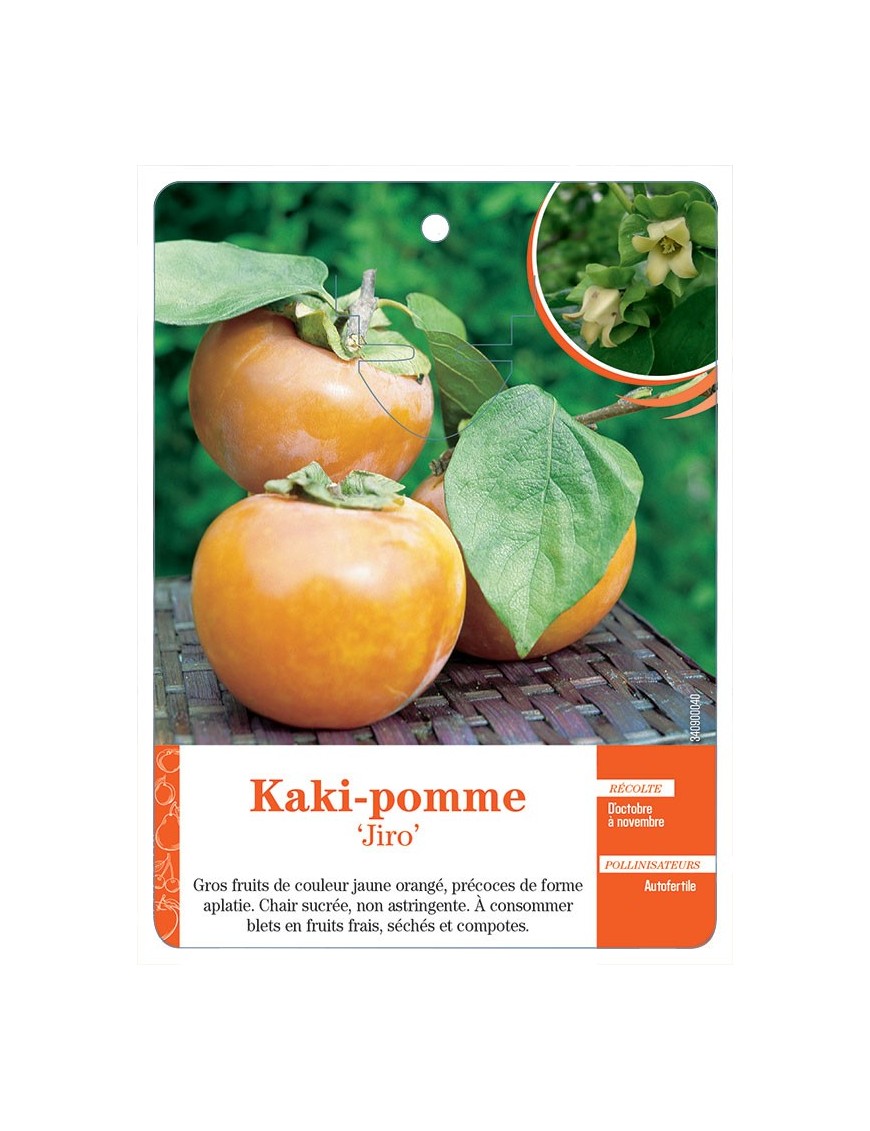 KAKI-POMME ‘JIRO’