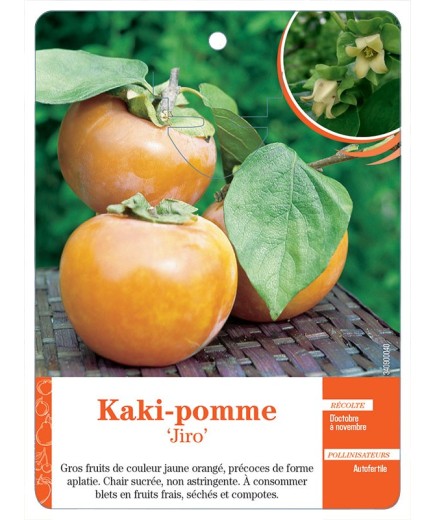 KAKI-POMME ‘JIRO’