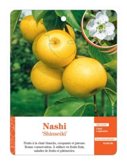 NASHI ‘SHINSEIKI’