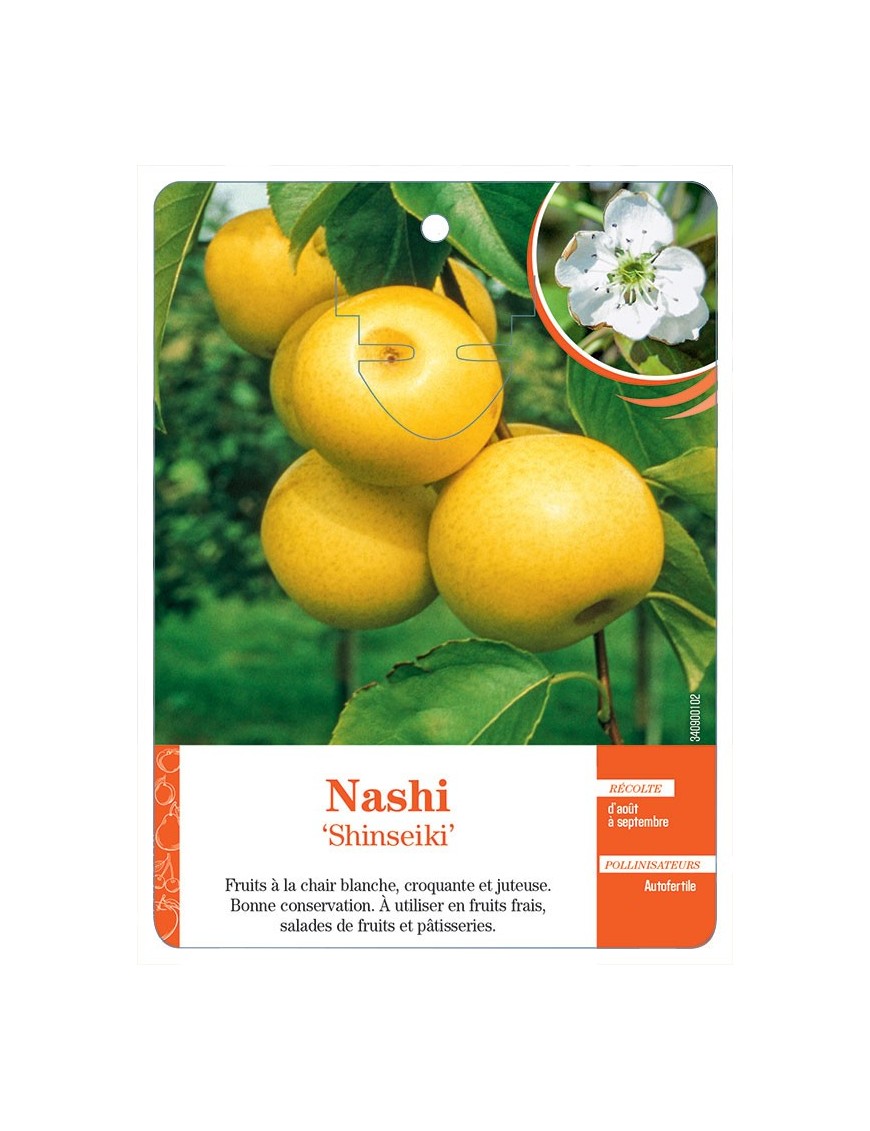 NASHI ‘SHINSEIKI’