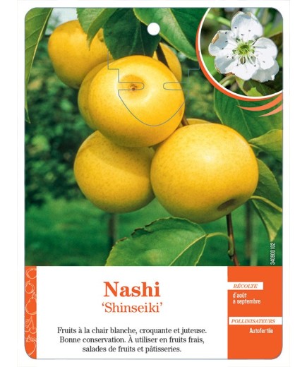 NASHI ‘SHINSEIKI’