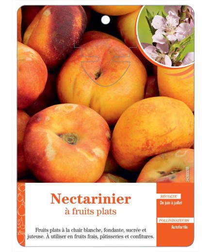 NECTARINIER À FRUITS PLATS
