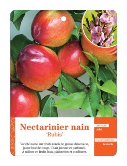 NECTARINIER NAIN ‘RUBIS’