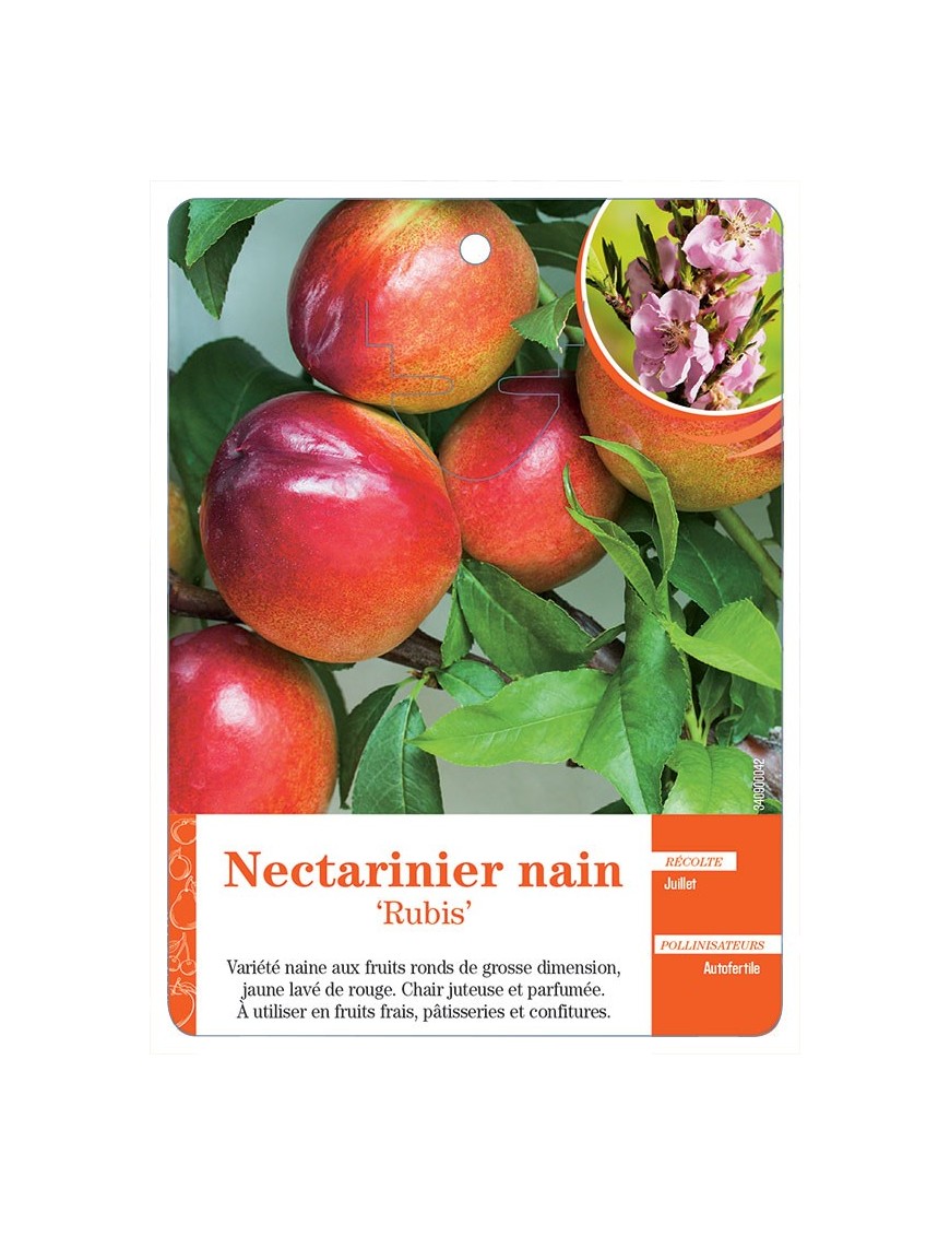 NECTARINIER NAIN ‘RUBIS’