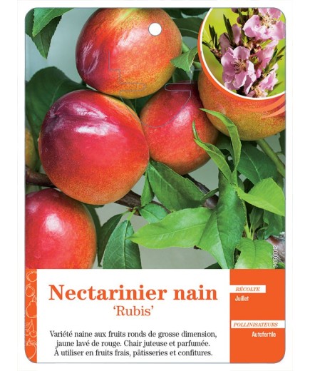 NECTARINIER NAIN ‘RUBIS’