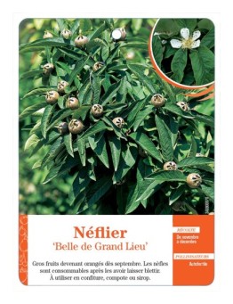 NÉFLIER ‘BELLE DE GRAND LIEU’