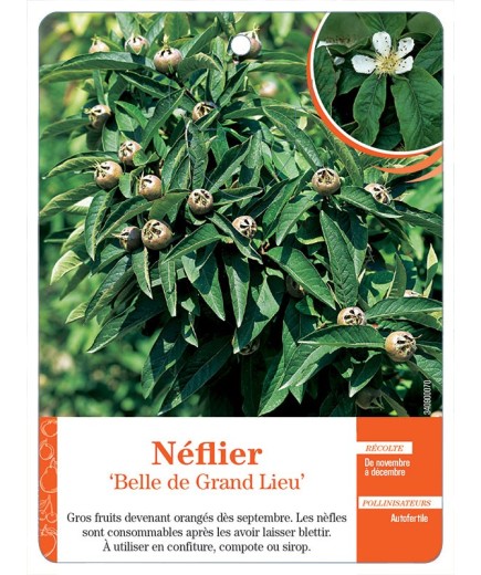 NÉFLIER ‘BELLE DE GRAND LIEU’
