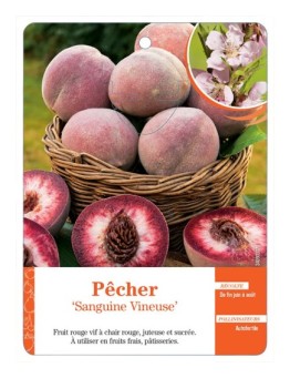 PÊCHER ‘SANGUINE VINEUSE’