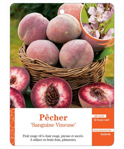 PÊCHER ‘SANGUINE VINEUSE’