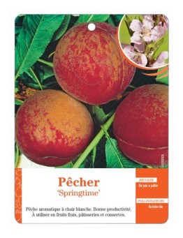 PÊCHER ‘SPRINGTIME’