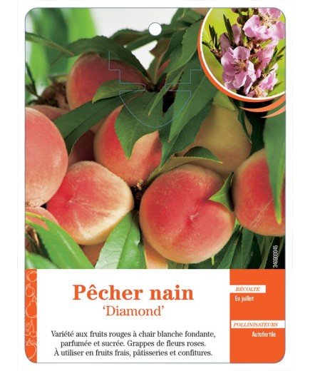 PÊCHER NAIN ‘DIAMOND’