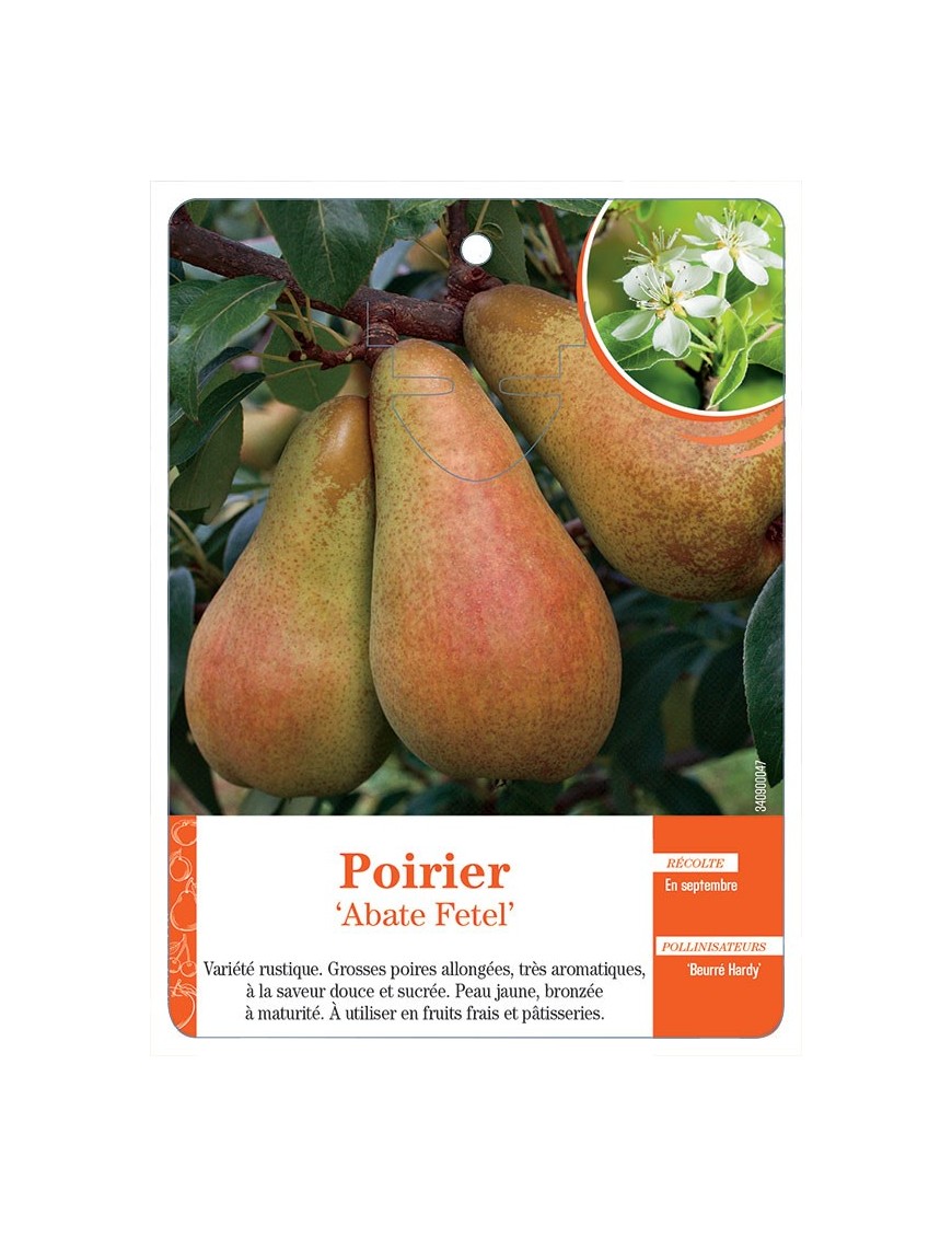 POIRIER ‘ABATE FETEL’