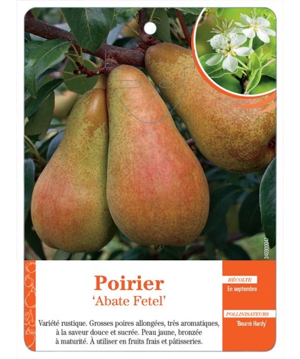 POIRIER ‘ABATE FETEL’