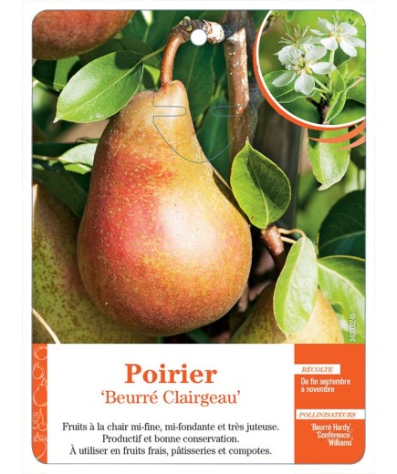 POIRIER ‘BEURRÉ CLAIRGEAU’
